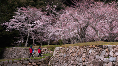 桜・萩城跡３＿４