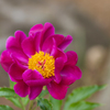芍　薬・１