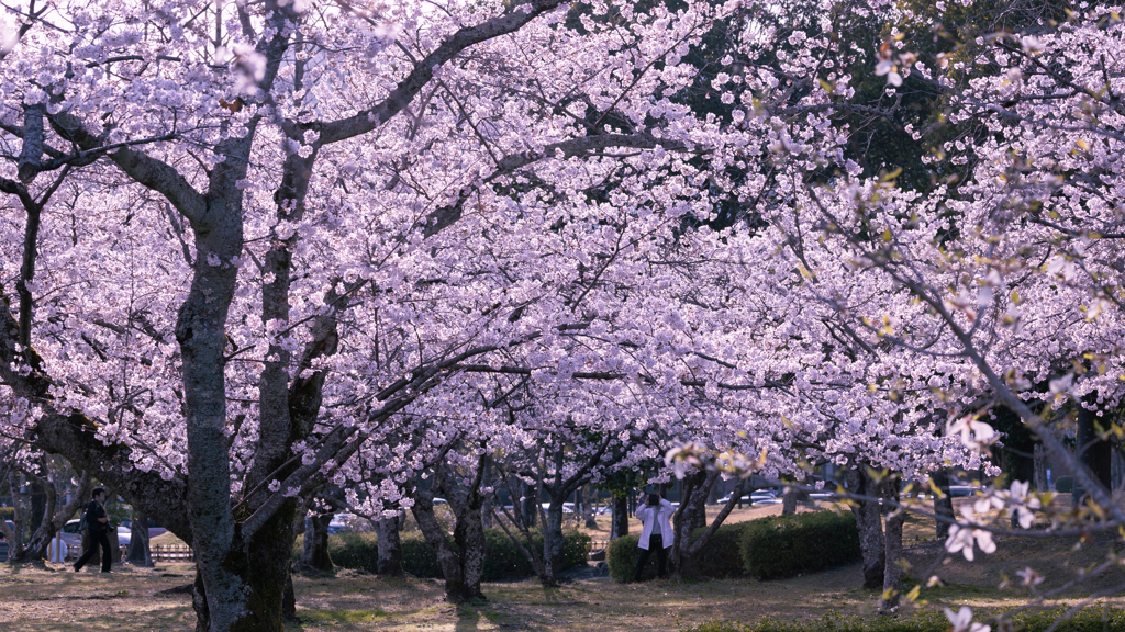 桜・維新公園１