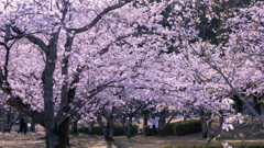 桜・維新公園１