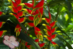 ヘリコニア　ロストラタ＿２