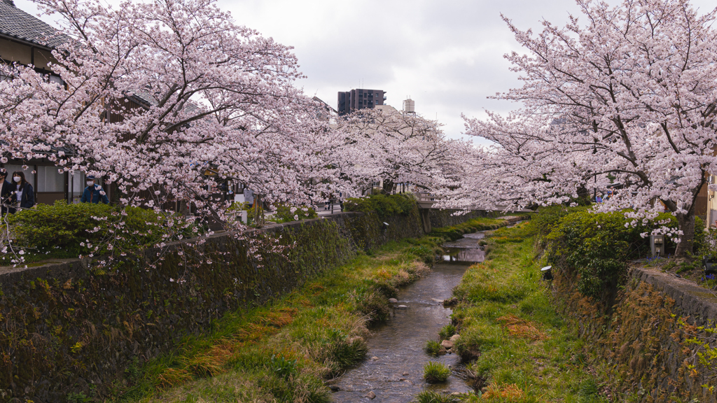 桜・一の坂川１０