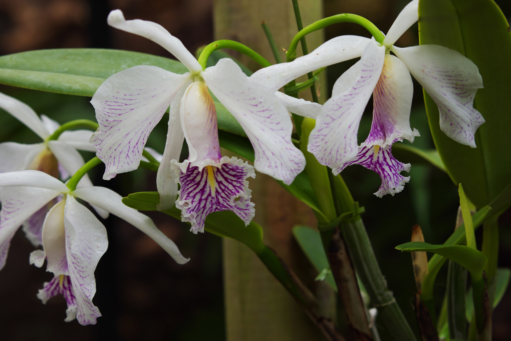 カトレア　キシマ