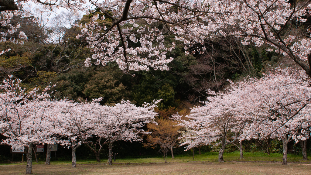 桜・萩城跡４＿５