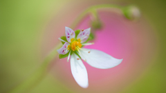 NIKON D700_花 習作・４