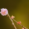 見納めの梅花・９