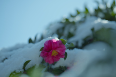 山茶花＿１５