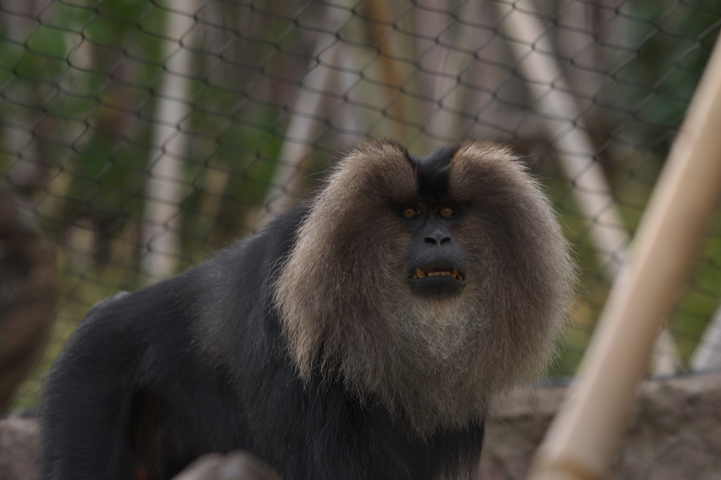 シシオザル・１