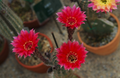 サボテンの花・１＿５