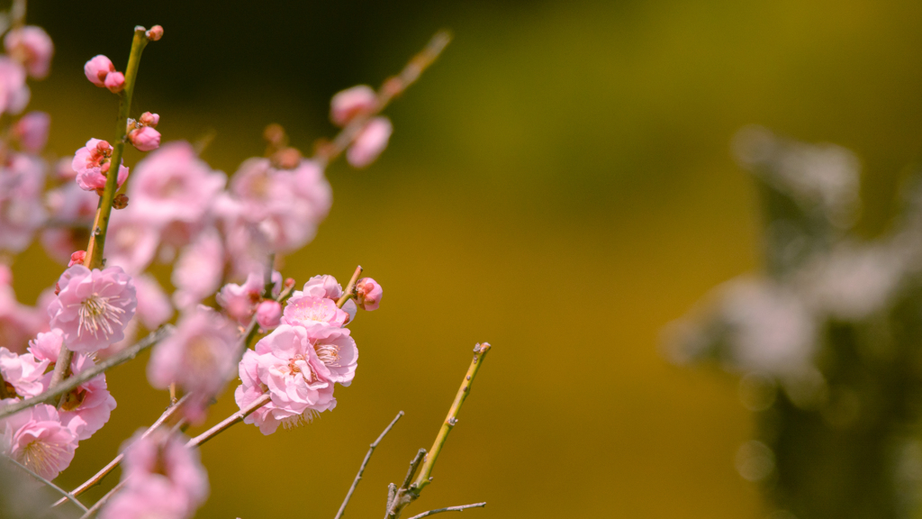 見納めの梅花・３