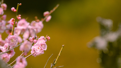 見納めの梅花・３