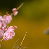 見納めの梅花・３