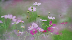 秋桜・４