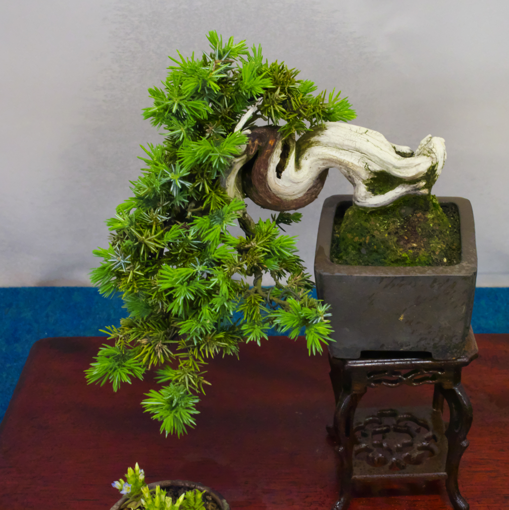 小品・松柏盆栽展９