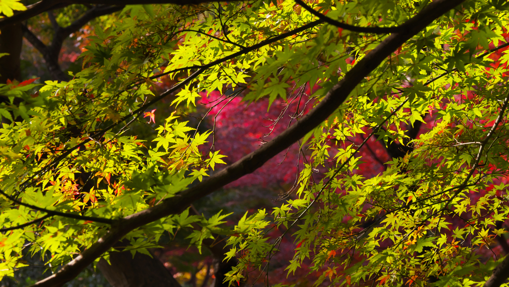 紅葉探索・１８