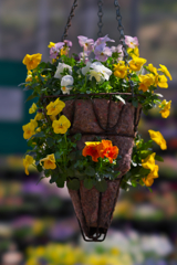 パンジー・３４