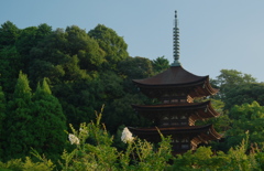 百日紅＿３０−３