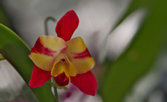 Cattleya Angel' s Fantasy 'Enami'