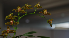 春のラン展・１９＿４