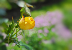 春薔薇・１４