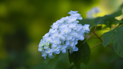 白い花＿２５