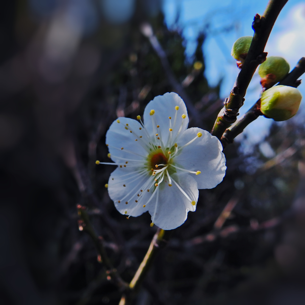 白梅・２