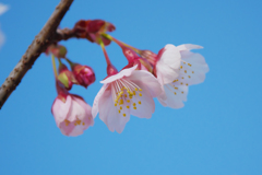 薄寒桜＿３