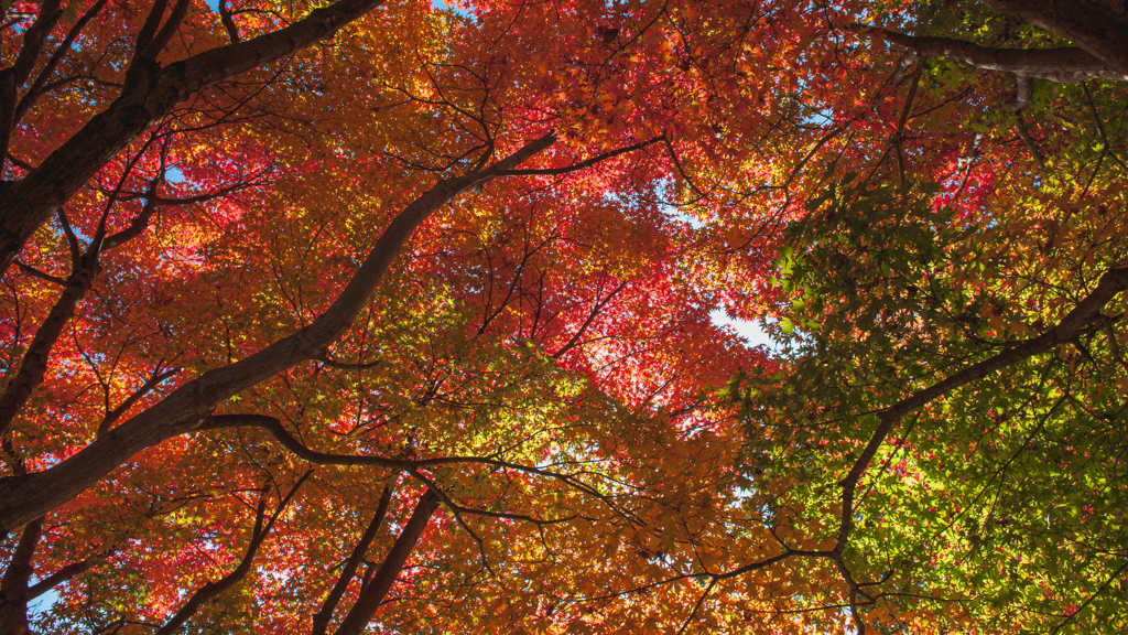 紅葉の頃＿１０