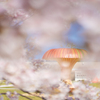 ときわ公園の桜＿２１