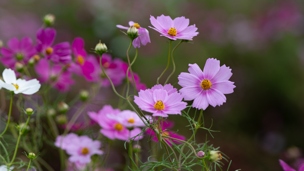 コスモス＿１４