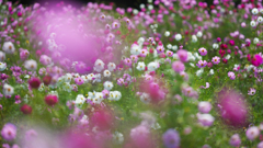 秋　桜・１＿５２