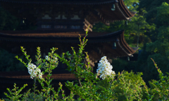 百日紅＿３０−９