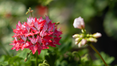 NIKON D700_花 習作・１２