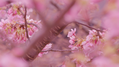 河津桜・３