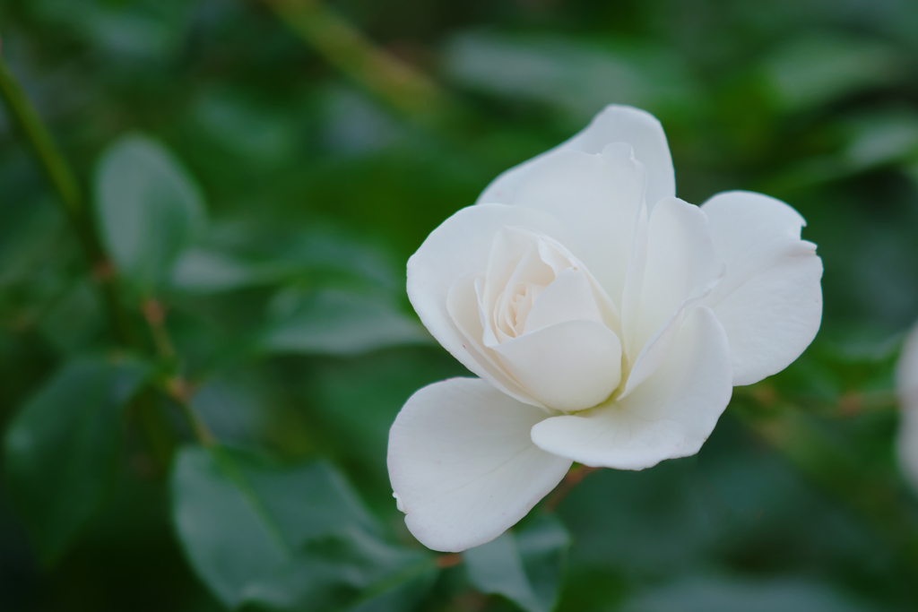 薔薇・３０＿８