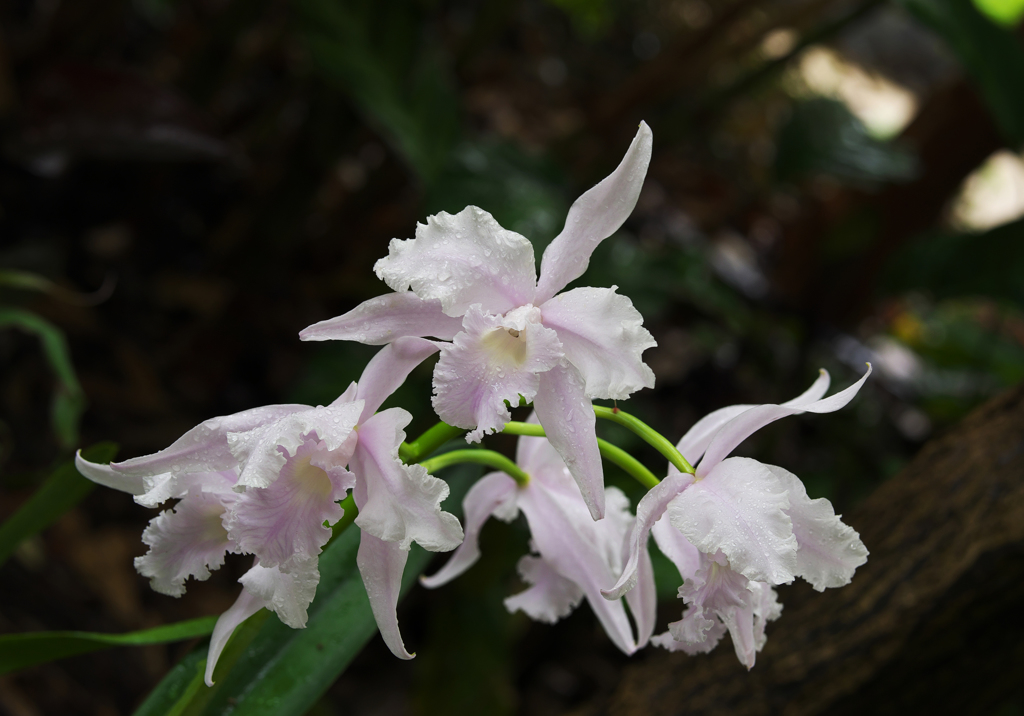 ラ　ン・１＿４