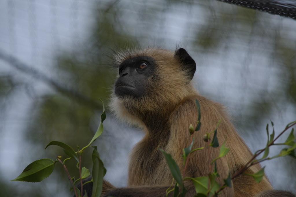ハヌマンラングール