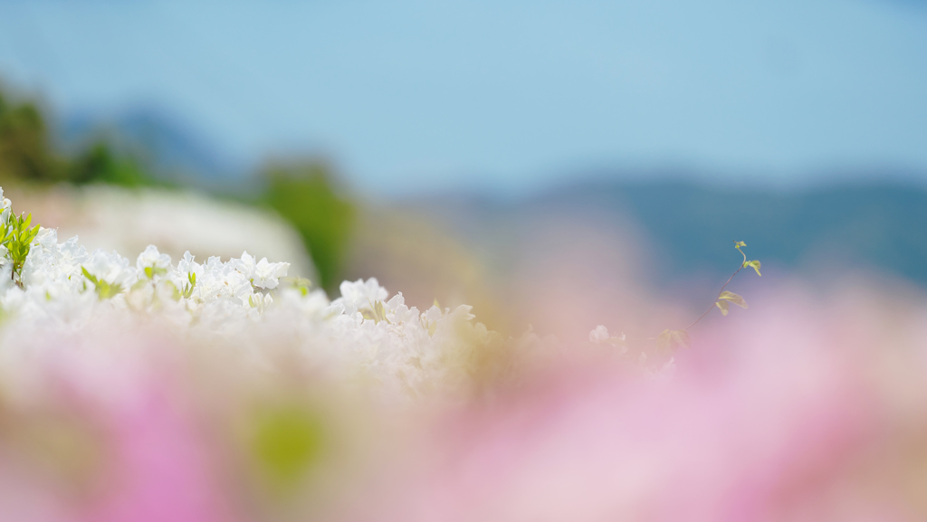 大平山 山頂公園のツツジ＿１９・９