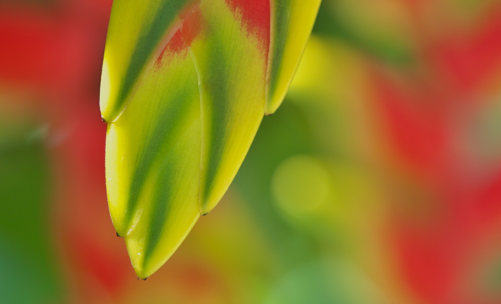 ヘリコニア　ロストラタ＿３