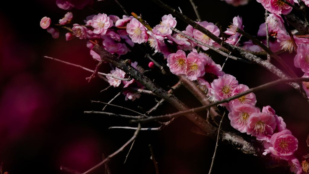 見納めの梅花・２