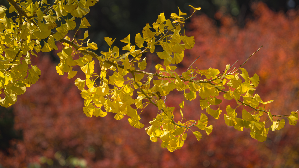 紅葉の頃＿１１
