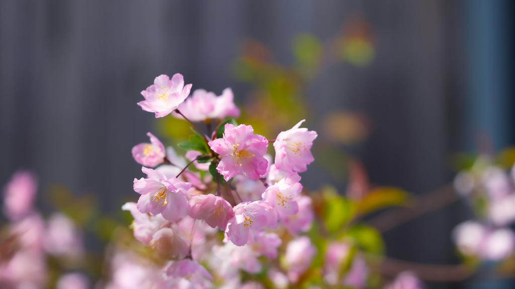 花海棠・１０
