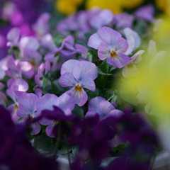 パンジー ・１９＿２