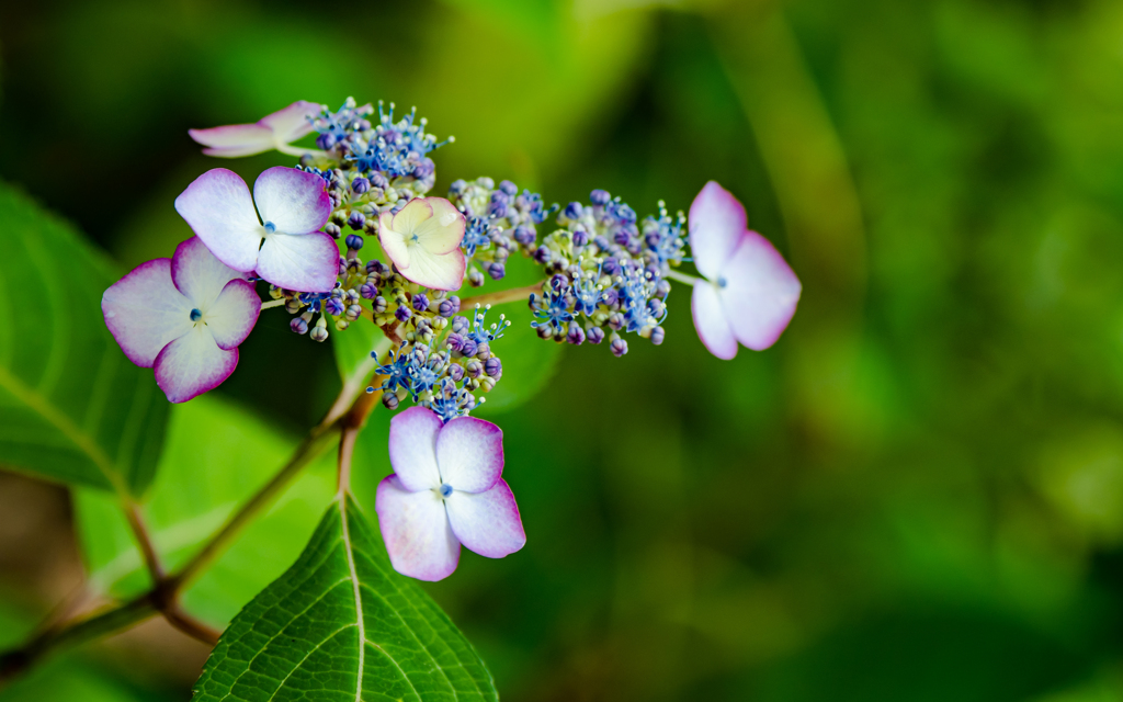 紫陽花・１＿３