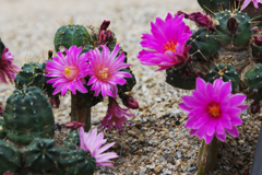 サボテンの花・３１＿１５