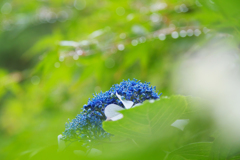紫陽花３０＿２７