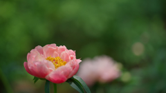 芍薬・１＿１