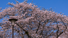 桜・維新公園９