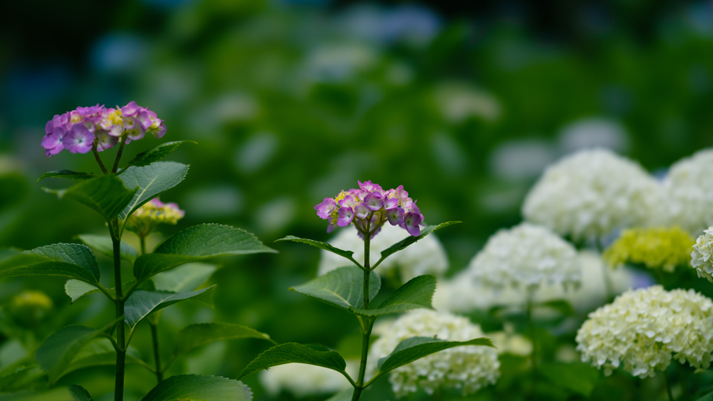 紫陽花＿１６