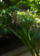 プロステケア　アレマノイデス２